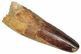 Fossil Spinosaurus Tooth - Real Dinosaur Tooth #350111-1